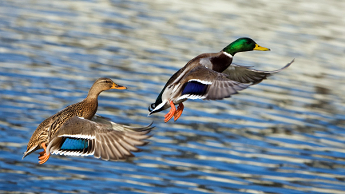 Canards prenant leur envol